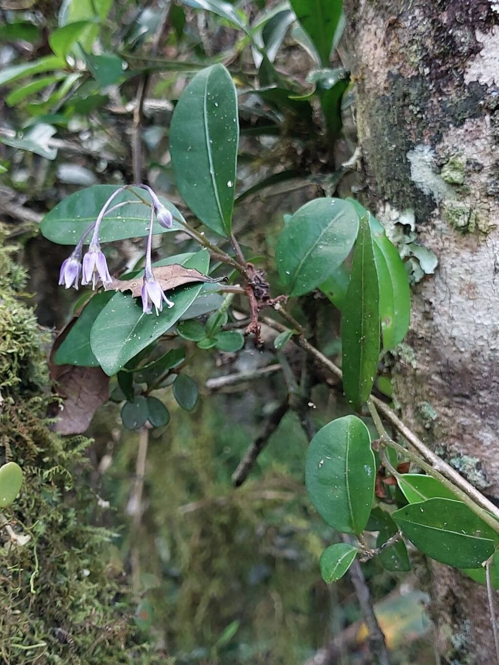 Solanum madagascariense other