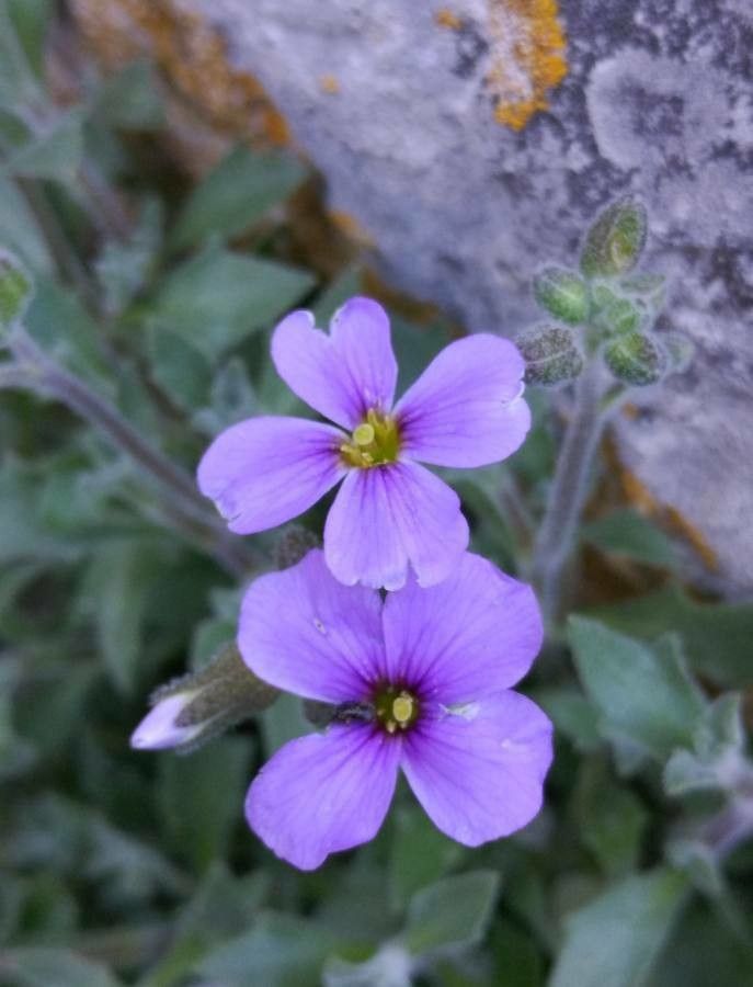 Aubrieta canescens flower