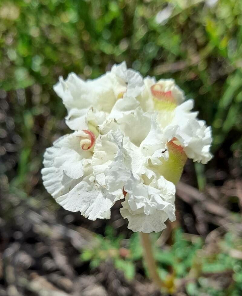 Mandevilla petraea flower