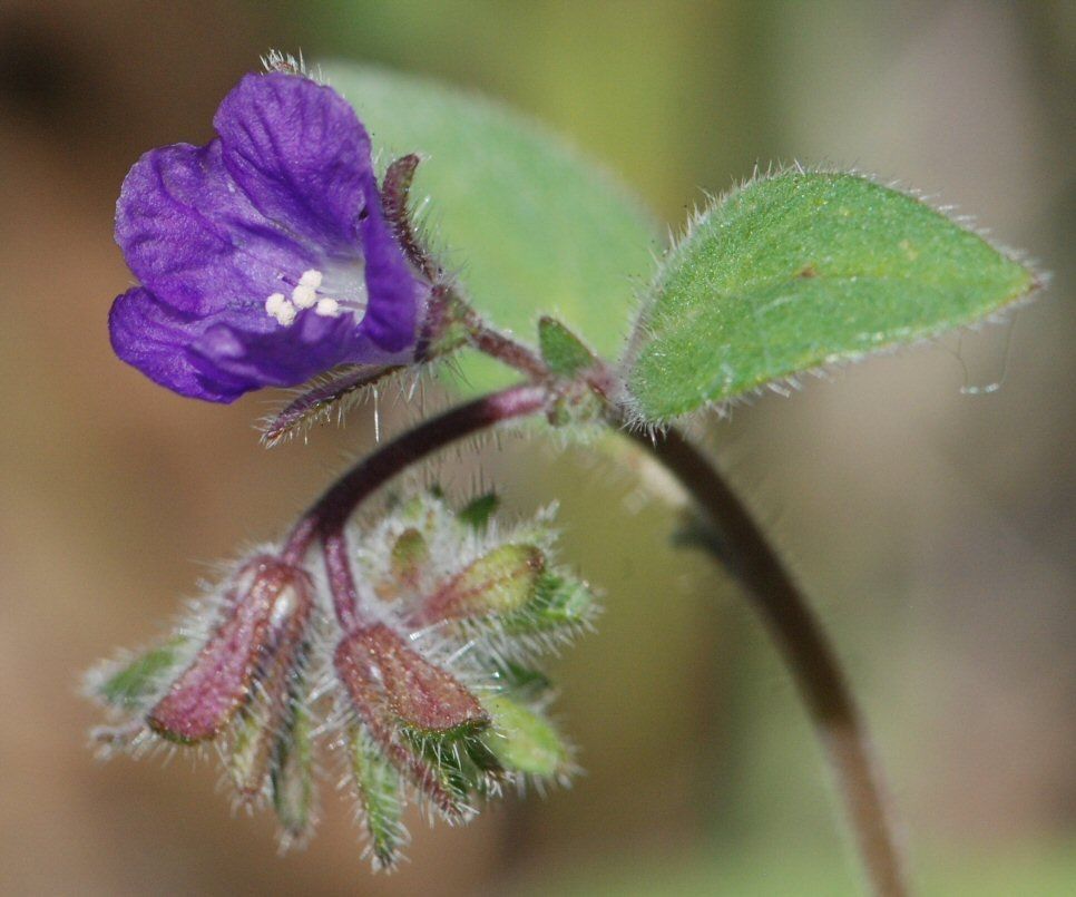 Phacelia vallicola — houseplant care guide