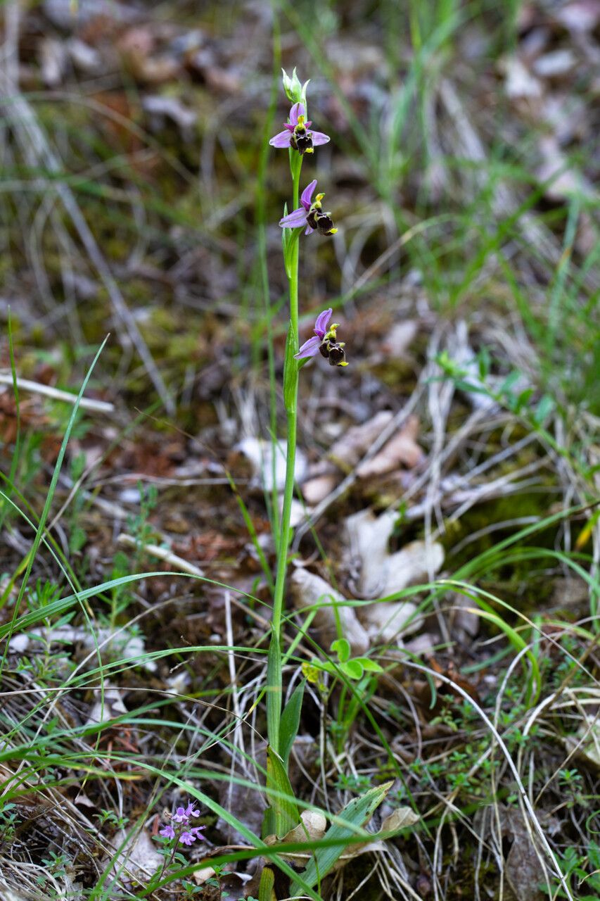 Ophrys x minuticauda habit