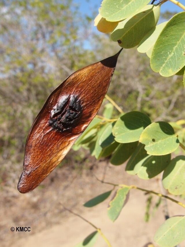 Dalbergia urschii — houseplant care guide