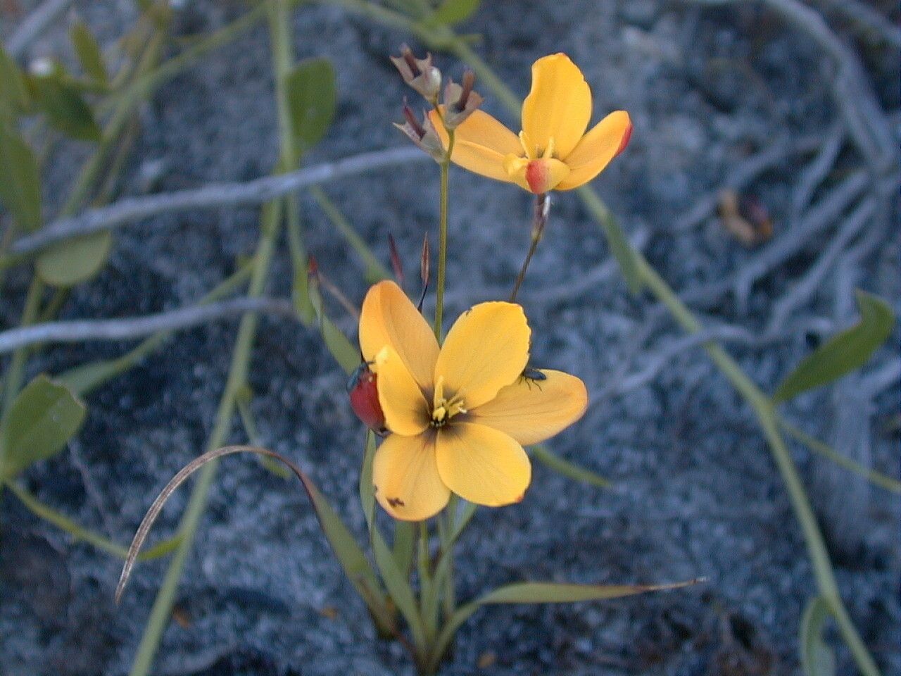 Ixia dubia — related species from the same genus