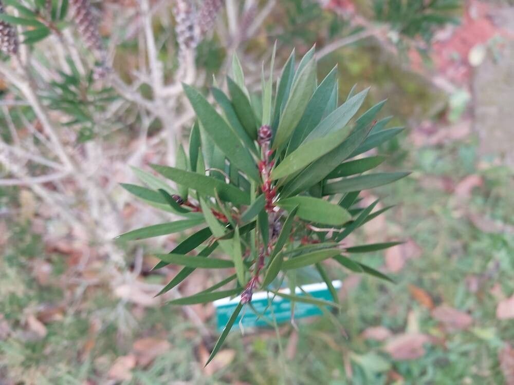 Callistemon flavovirens — houseplant care guide