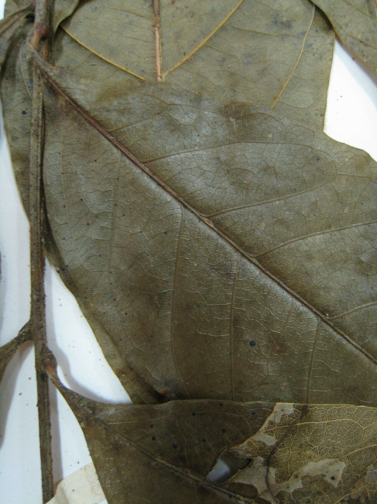 Talisia carinata — related species from the same genus