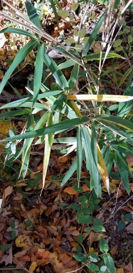Arundinaria gigantea leaf