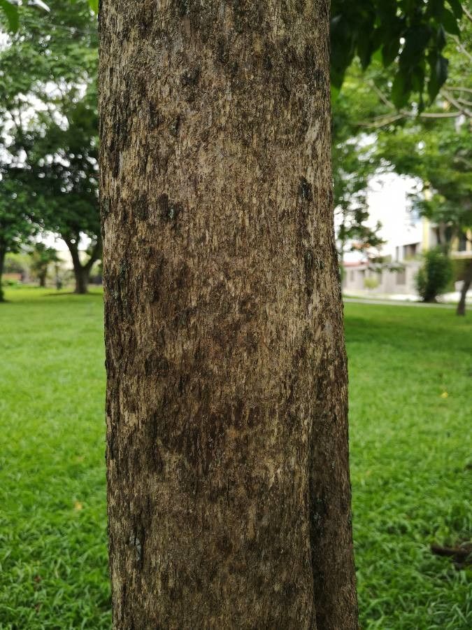 Bunchosia dwyeri bark