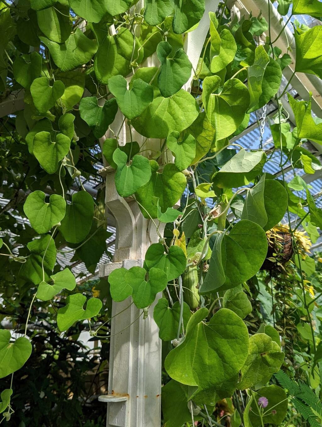 Aristolochia cymbifera habit
