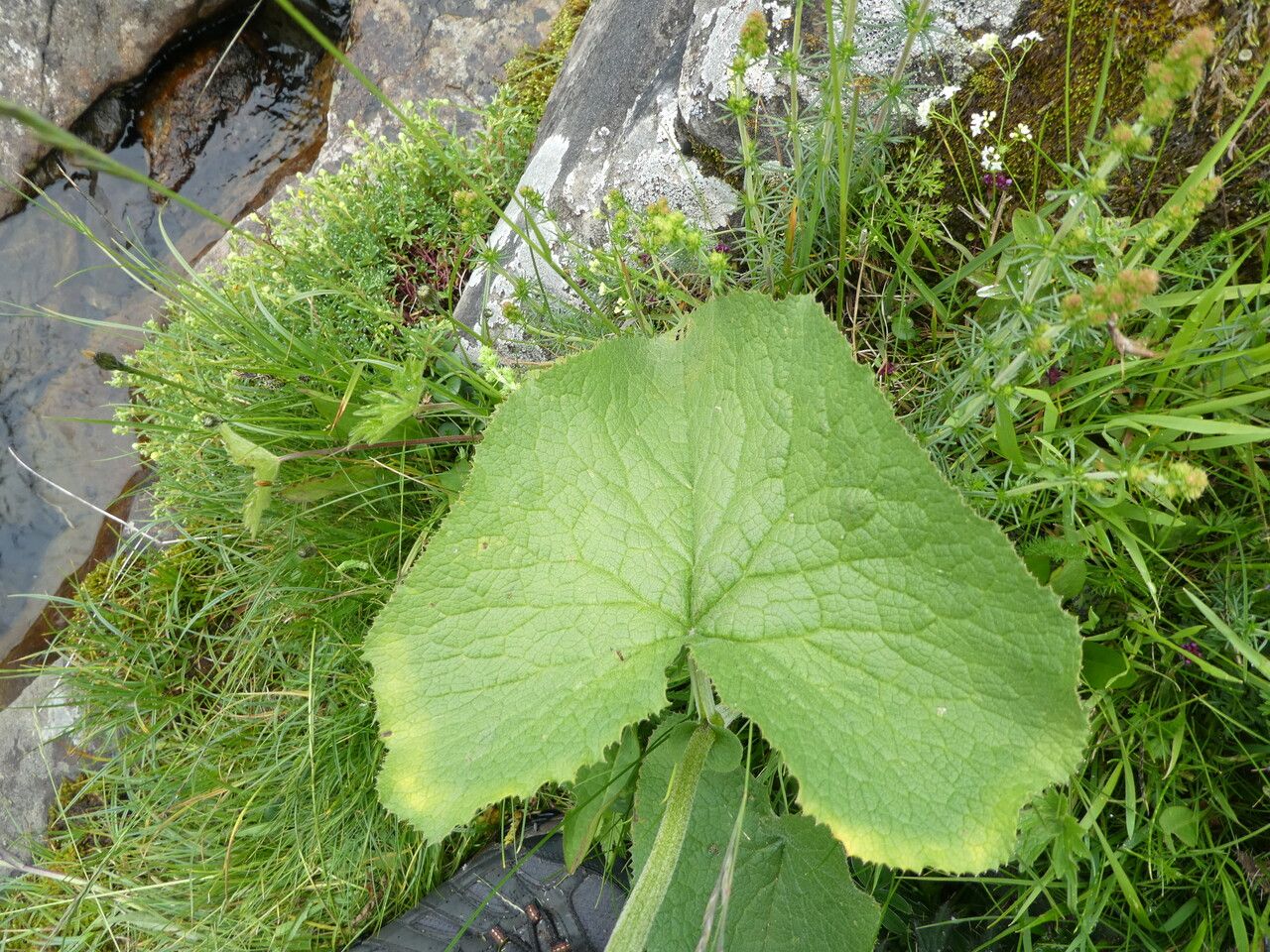 Adenostyles alliariae leaf