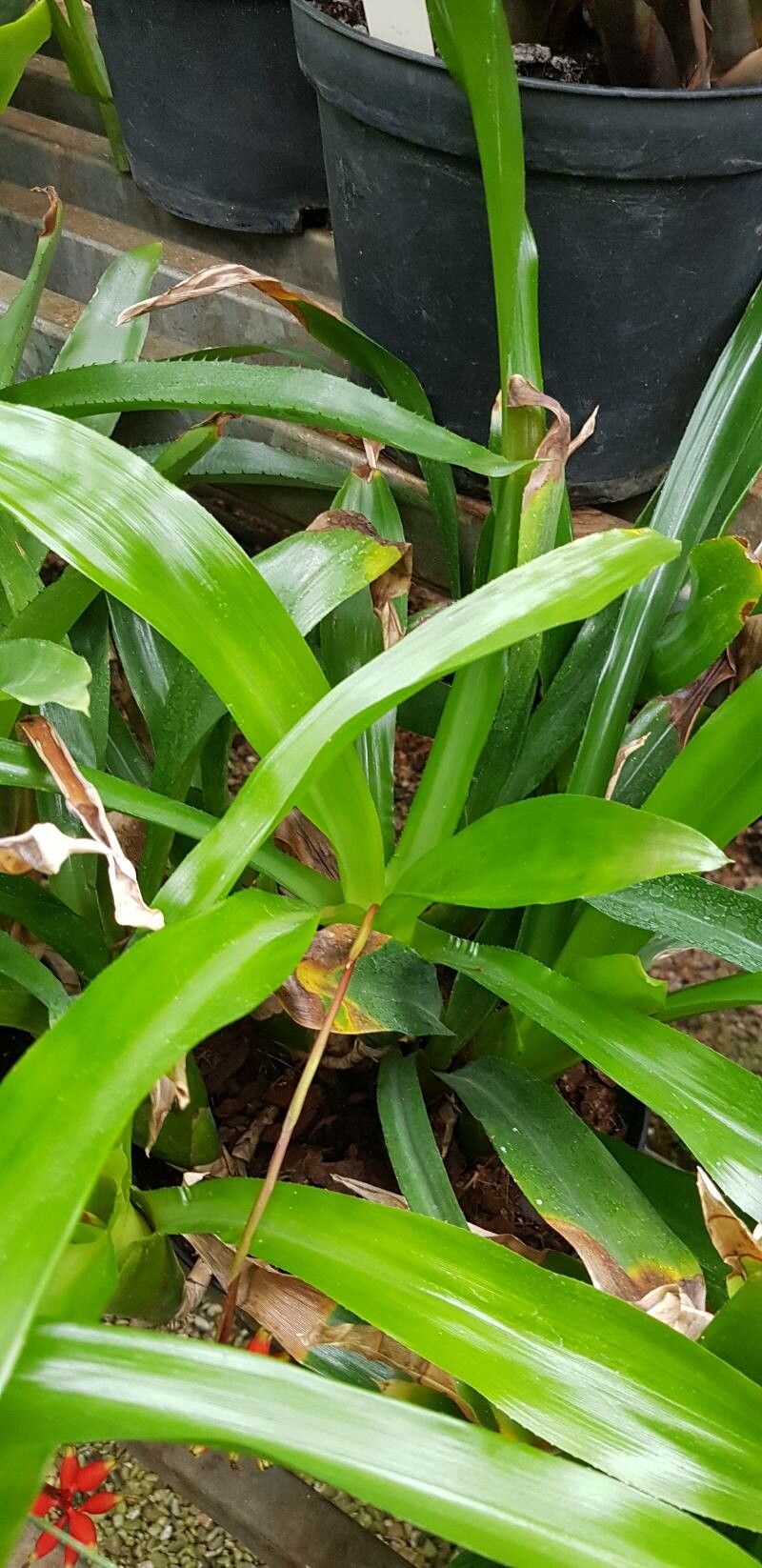 Aechmea racinae — search result for 'Aechmea'