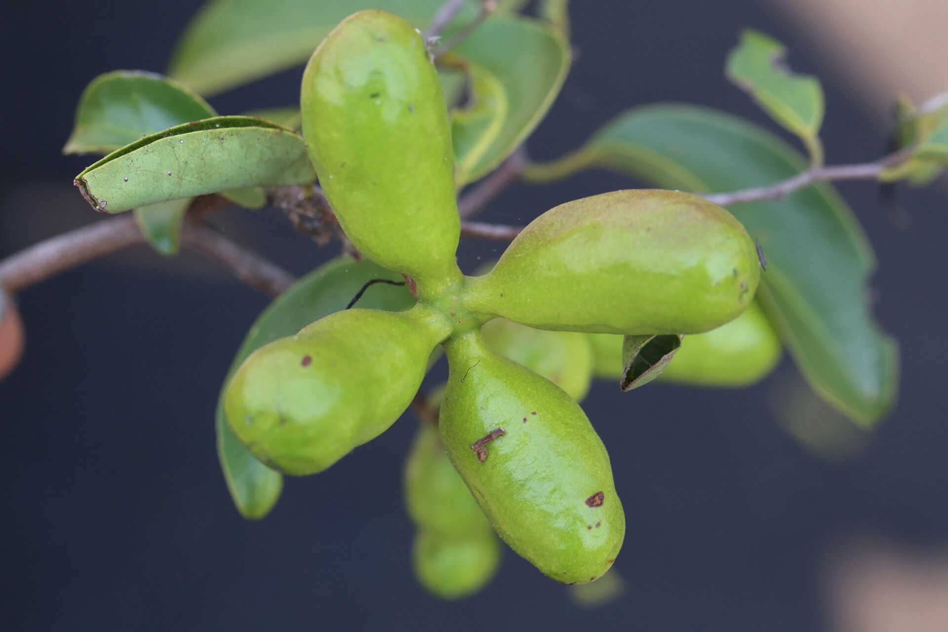 Xylopia katangensis fruit