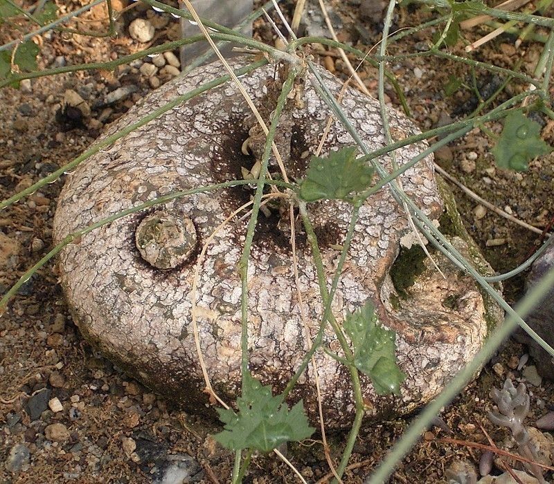 Ibervillea tenuisecta habit
