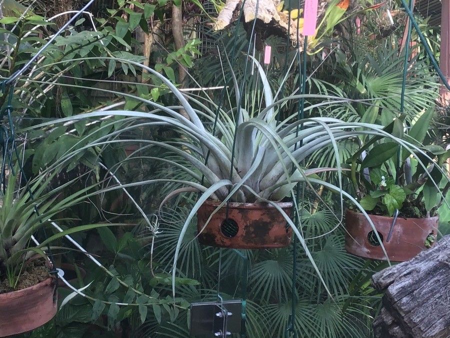 Tillandsia xerographica habit