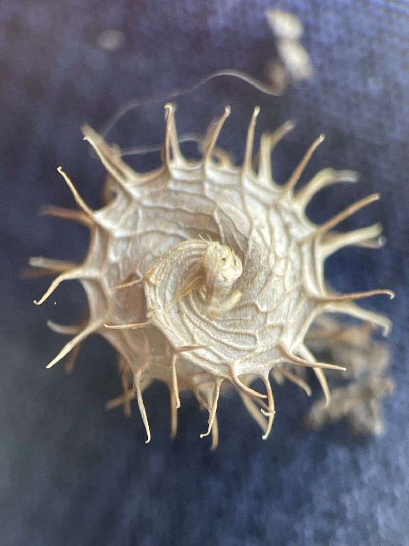 Medicago praecox fruit