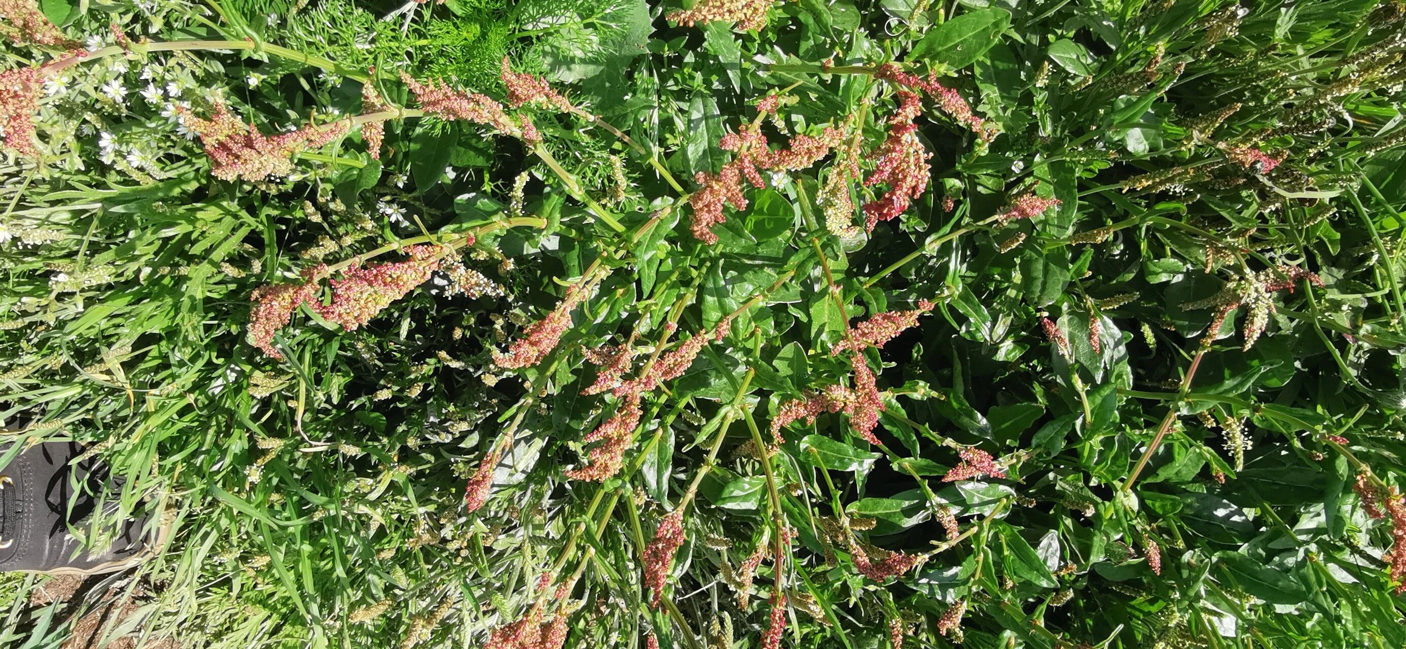 Rumex tuberosus flower