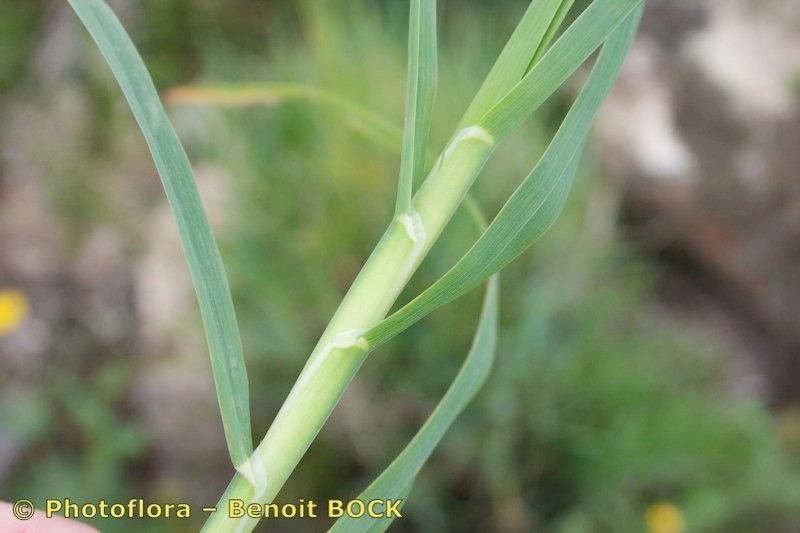 Dactylis smithii bark