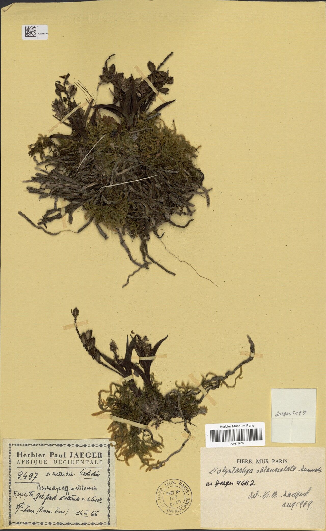 Polystachya oblanceolata — houseplant care guide