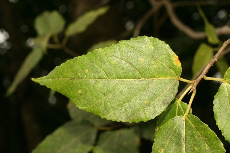 Ficus lateriflora leaf