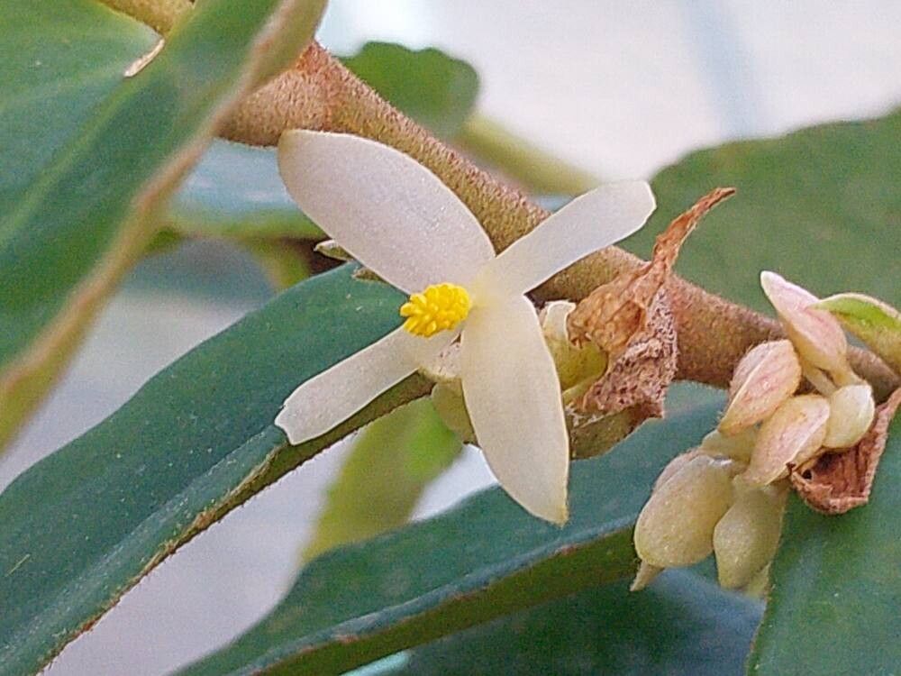 Begonia furfuracea flower