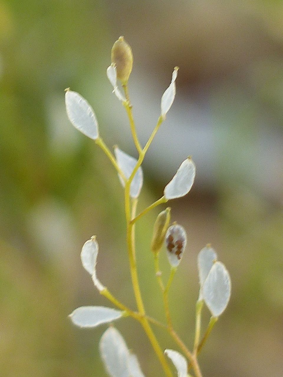 Draba verna fruit