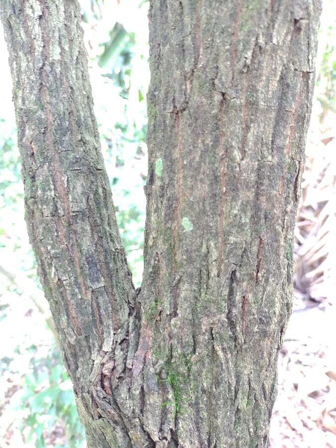 Eugenia rostrifolia bark