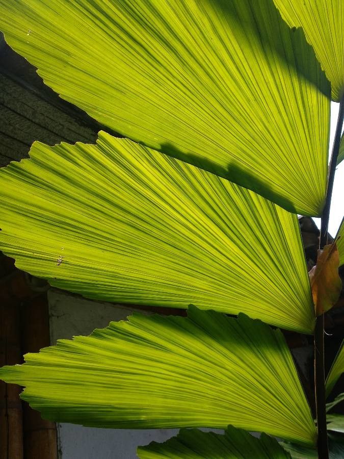 Iriartea deltoidea — search result for 'Nicaragua'