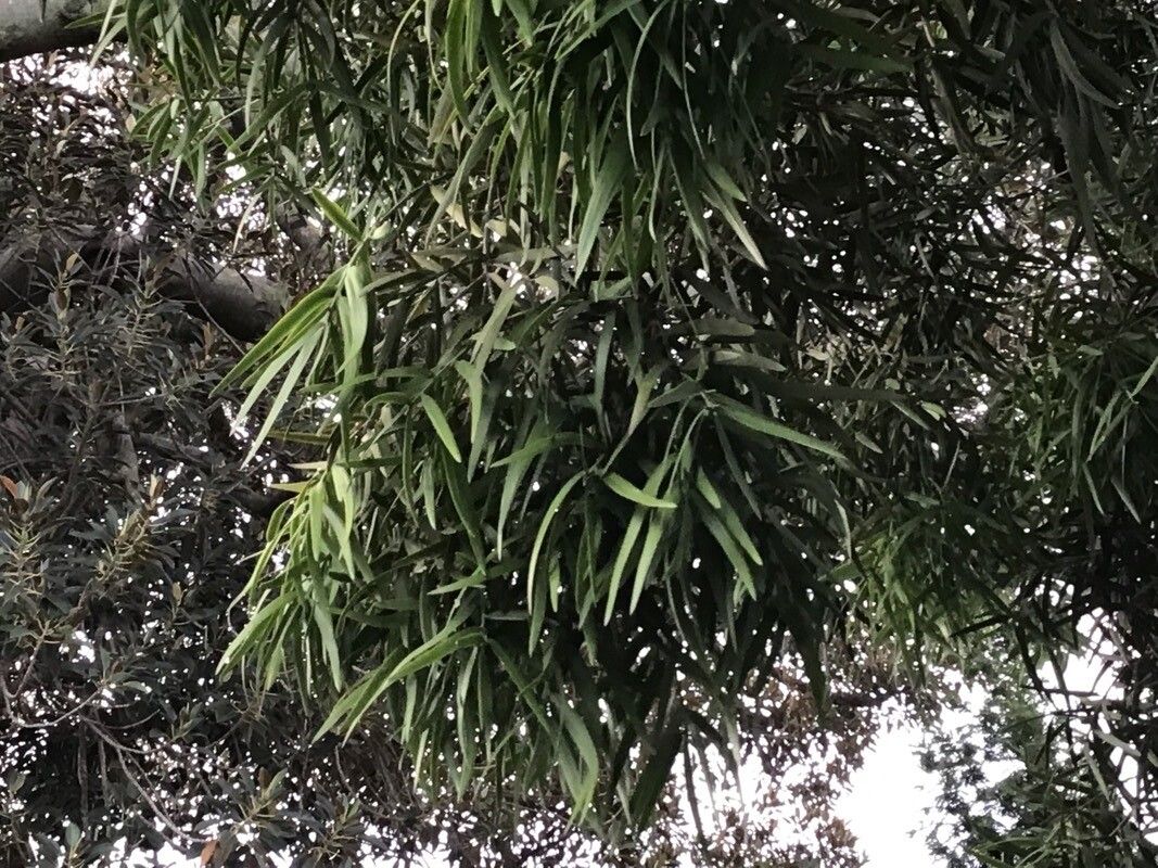 Afrocarpus mannii — search result for 'Podocarpus'