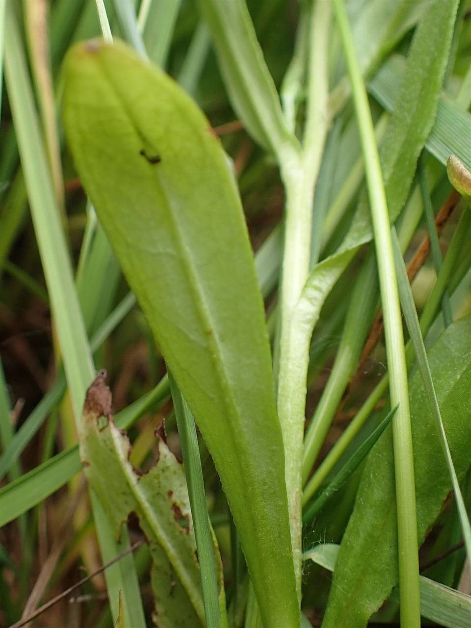 Myosotis laxa leaf