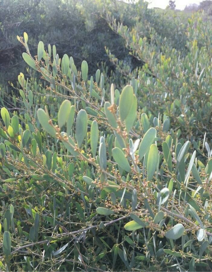 Acacia redolens — search result for 'Acacia'