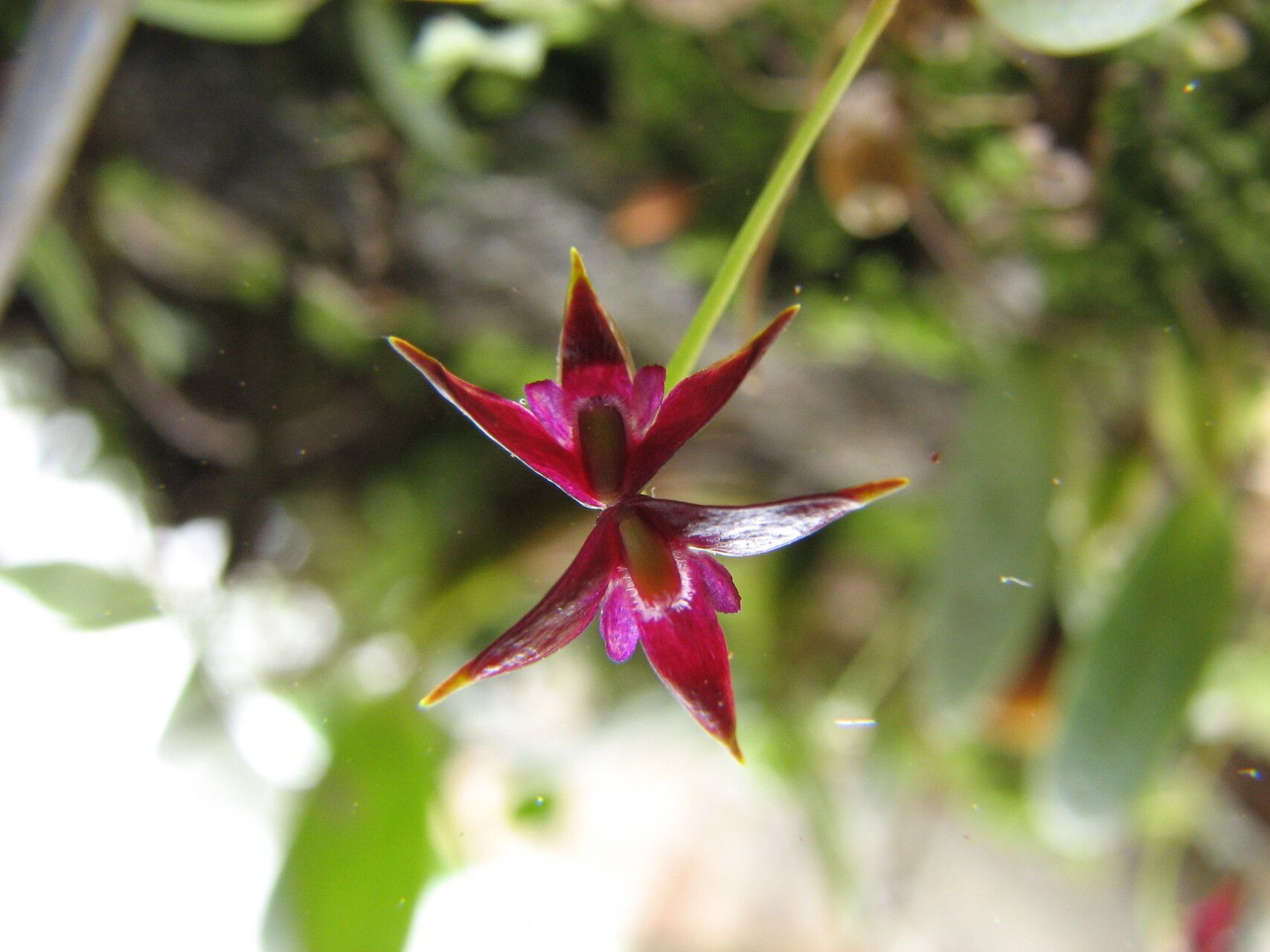 Bulbophyllum vanum — houseplant care guide