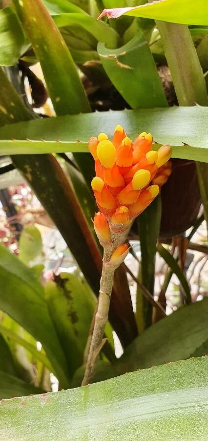 Aechmea comata flower