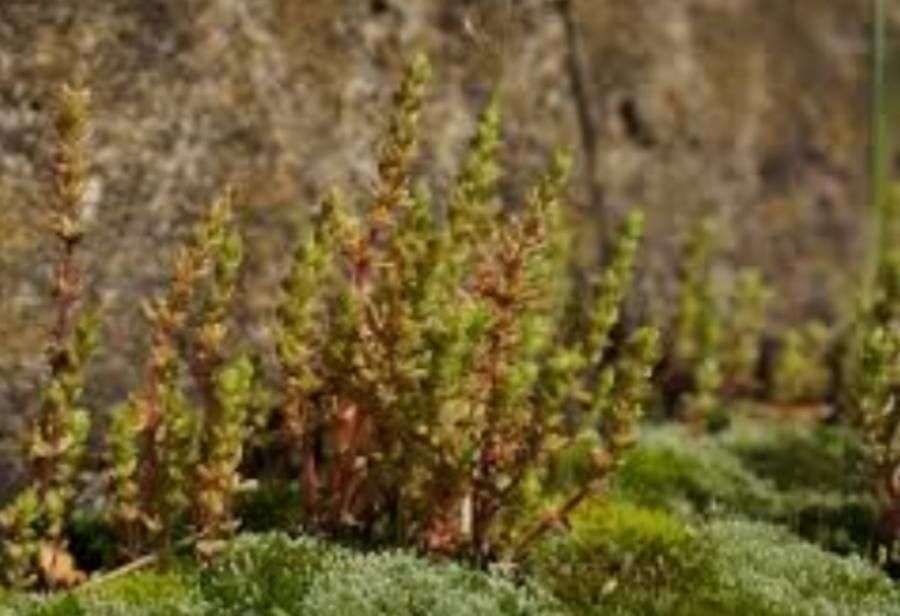 Crassula sieberiana — search result for 'Crassula'