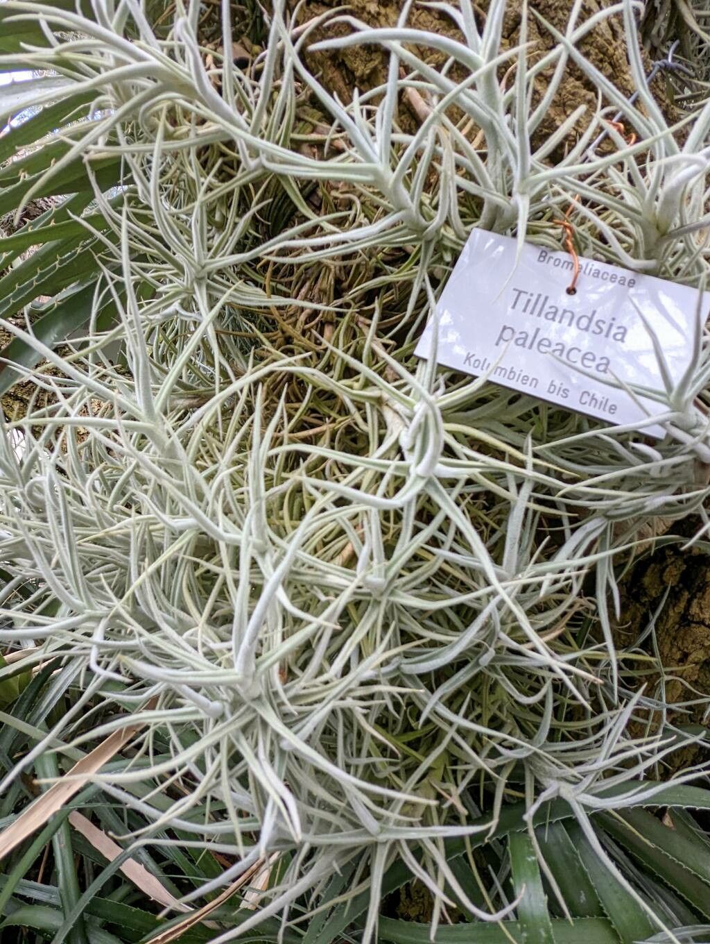 Tillandsia paleacea habit