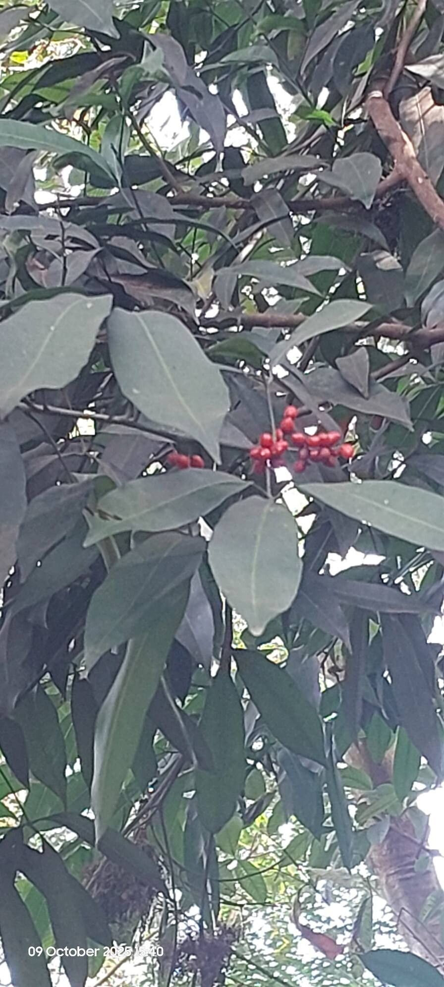 Vepris nobilis fruit