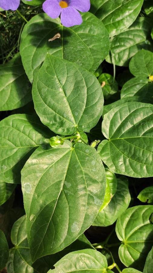 Thunbergia battiscombei — related species from the same genus