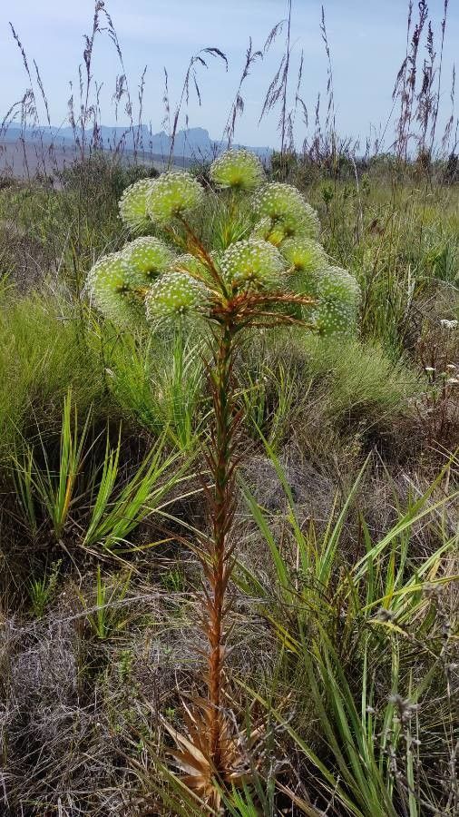 Paepalanthus chiquitensis bark