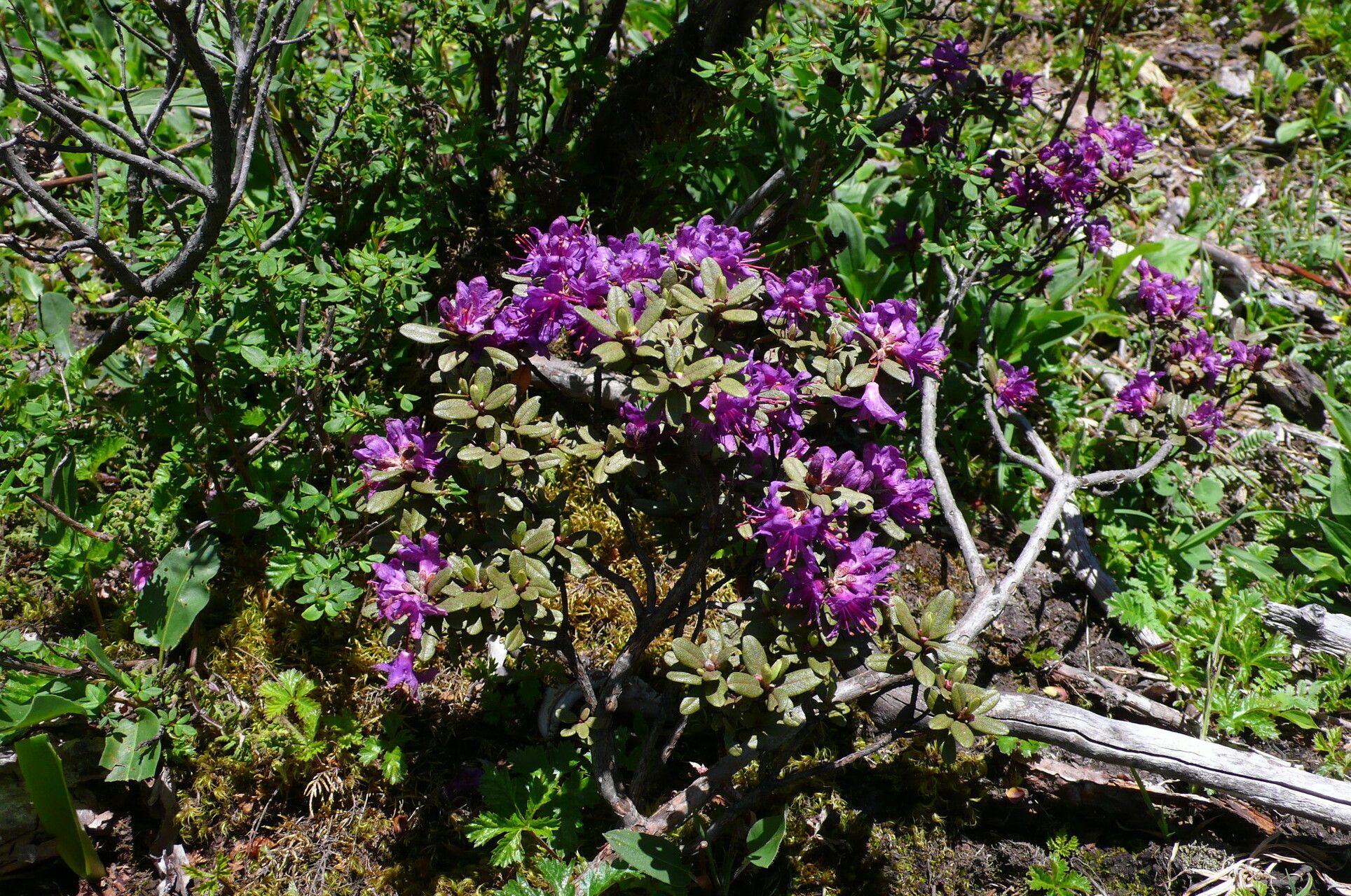 Rhododendron rupicola habit