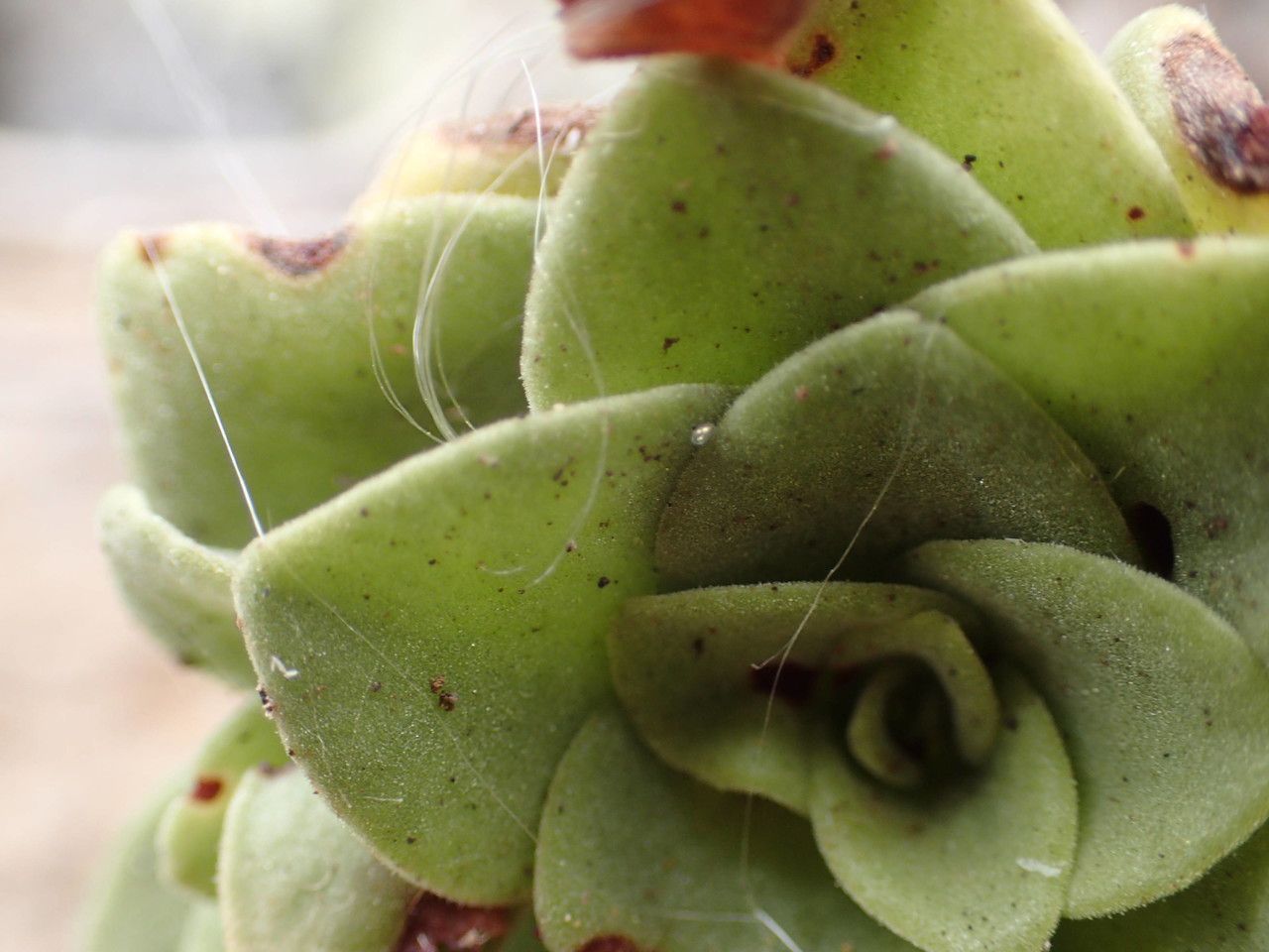 Aeonium goochiae flower