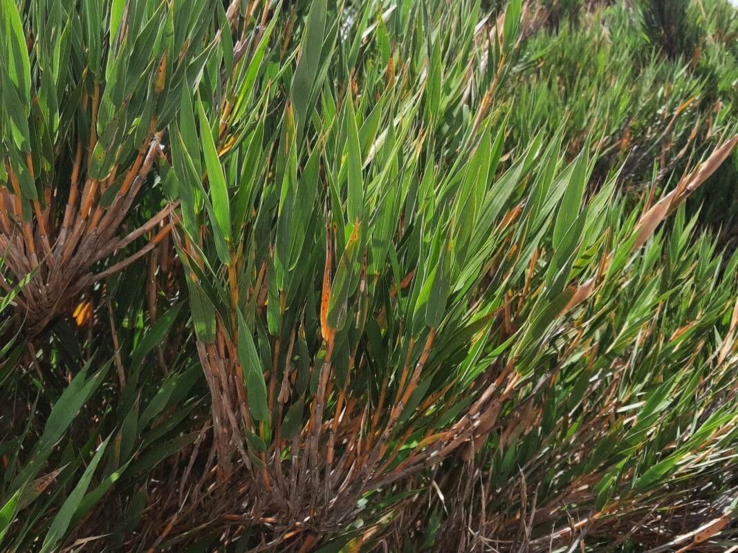 Chusquea subtessellata — houseplant care guide