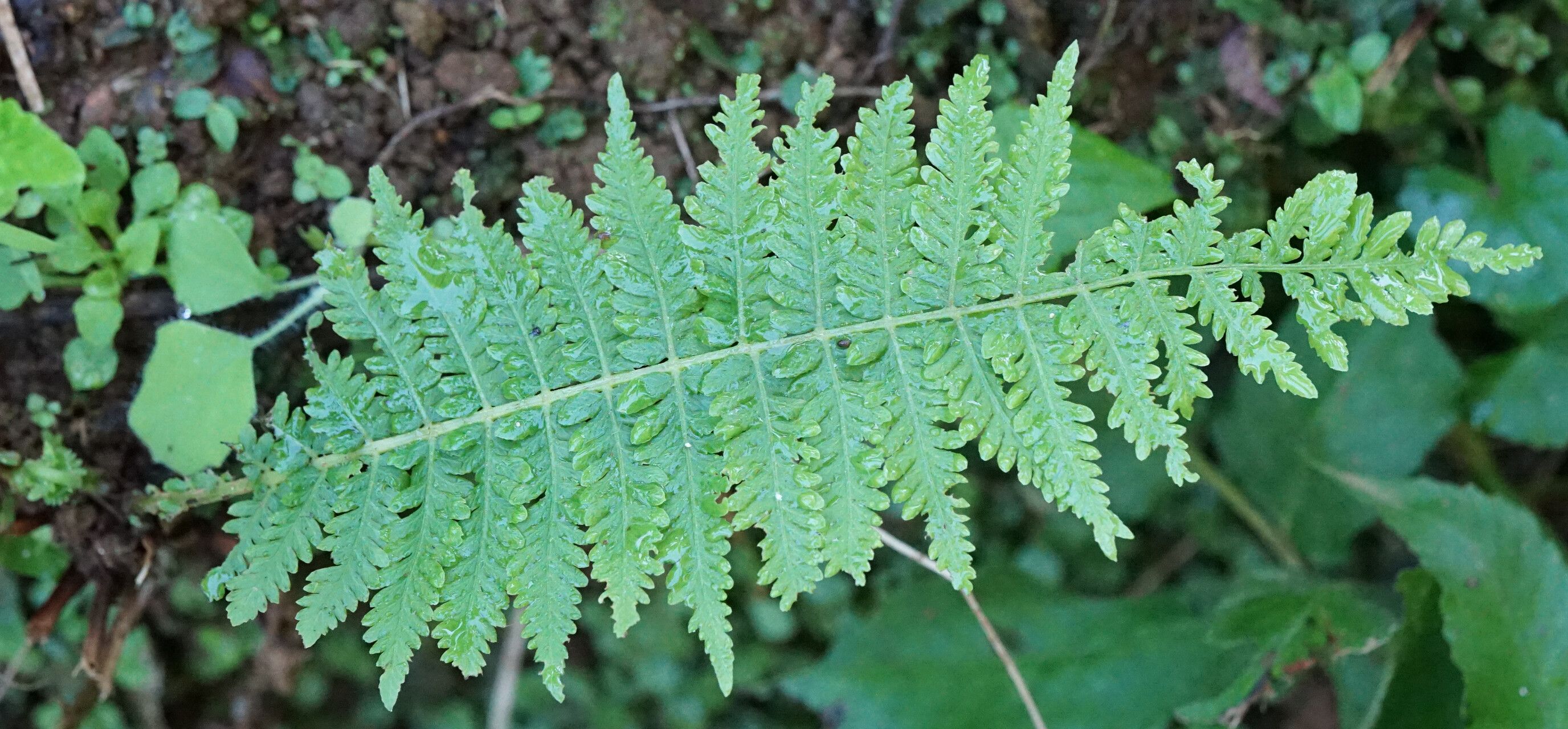 Thelypteris resinifera — search result for 'Thelypteris'