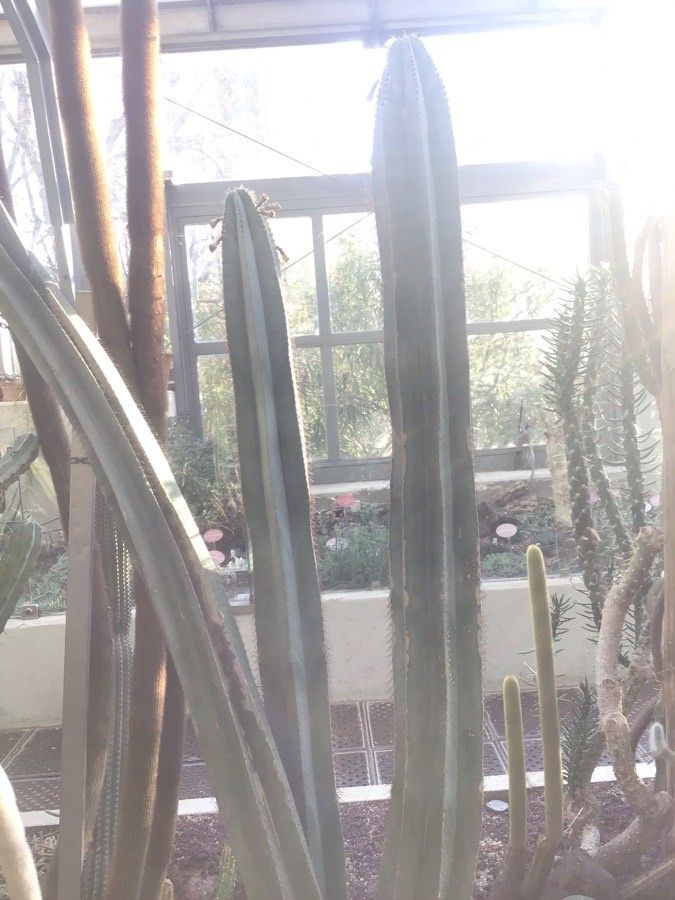 Isolatocereus dumortieri leaf