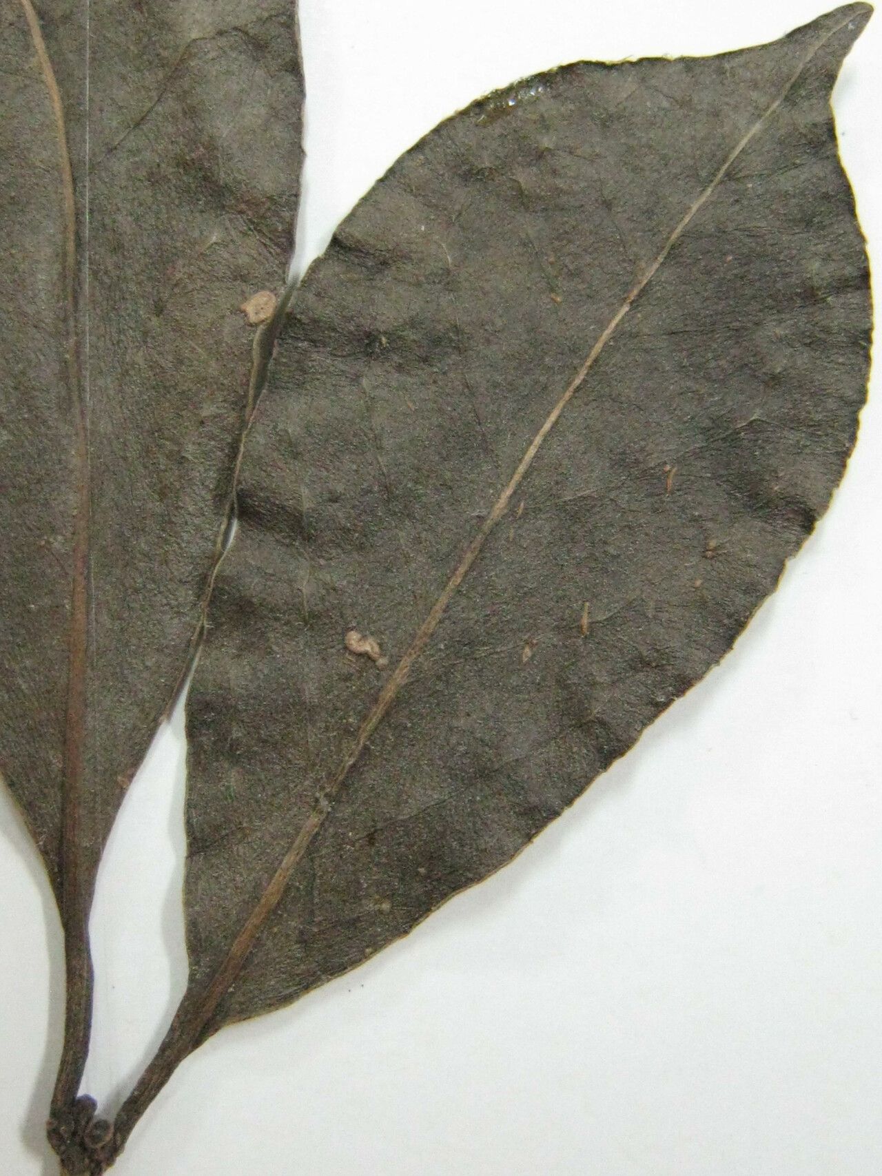 Guapira eggersiana other