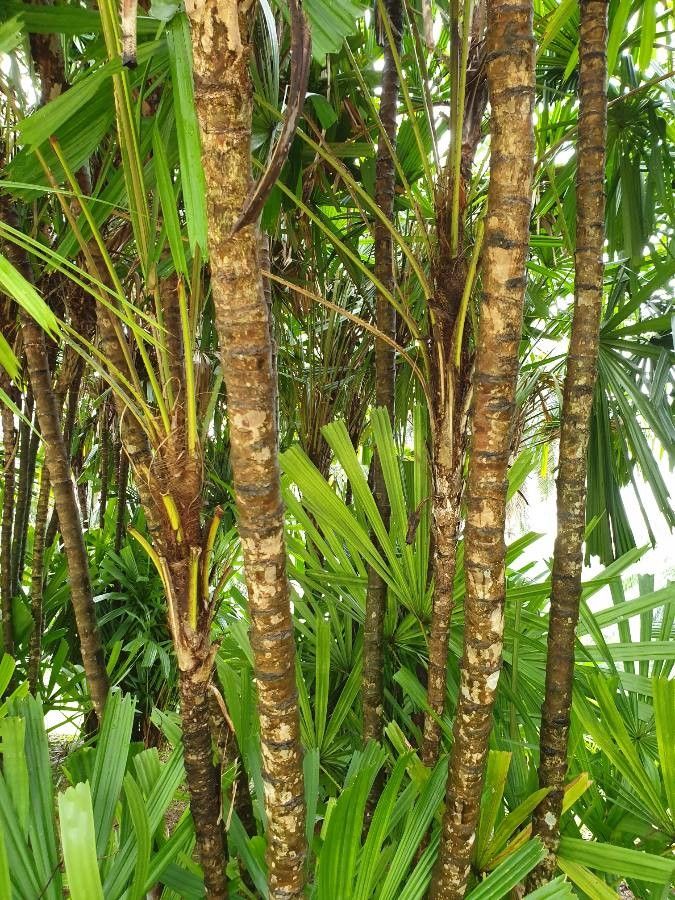 Licuala spinosa bark