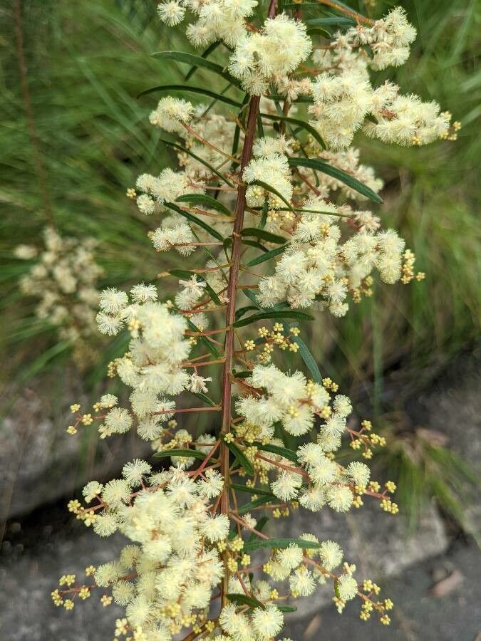 Acacia linifolia flower