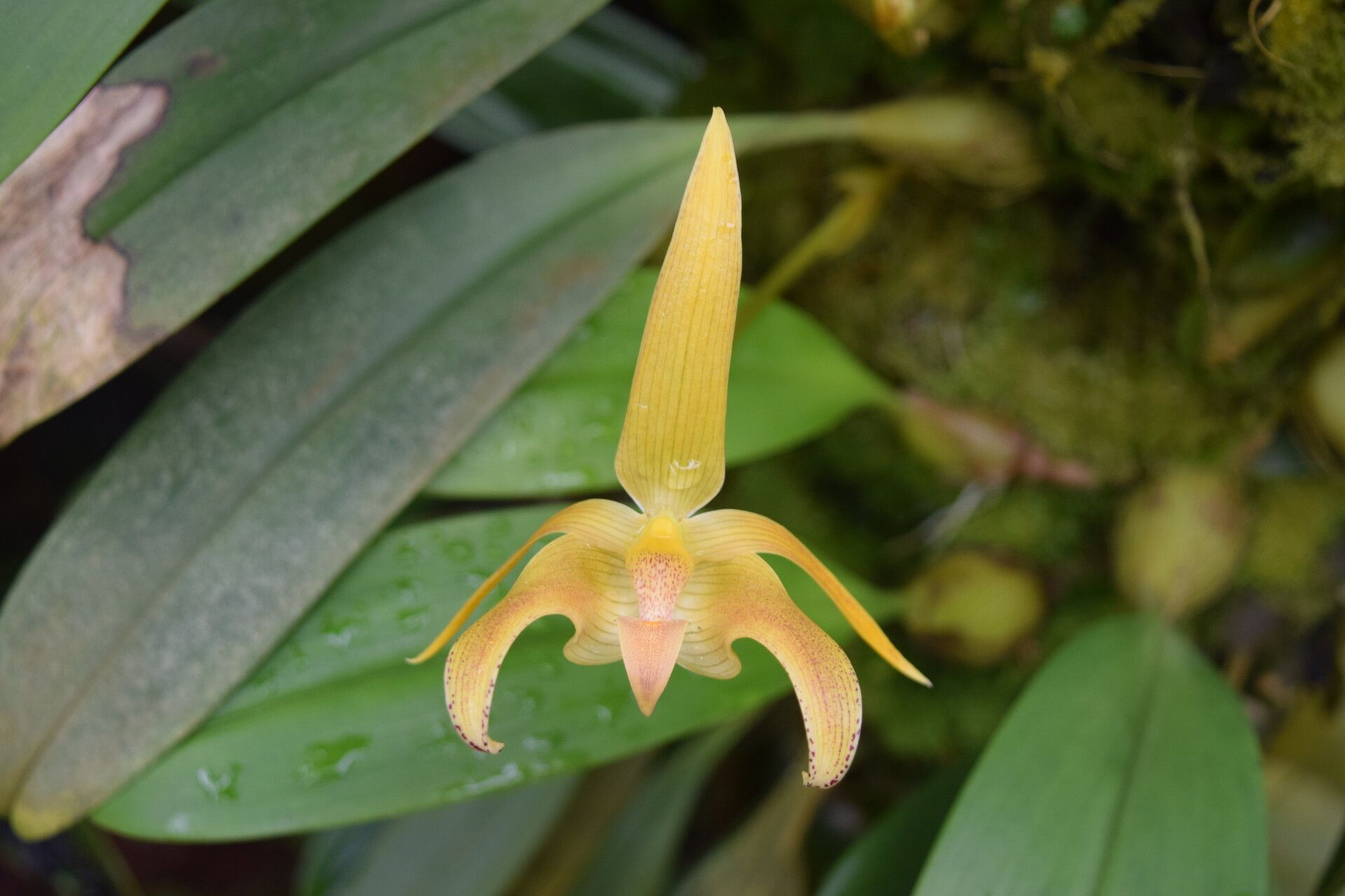 Bulbophyllum lobbii flower