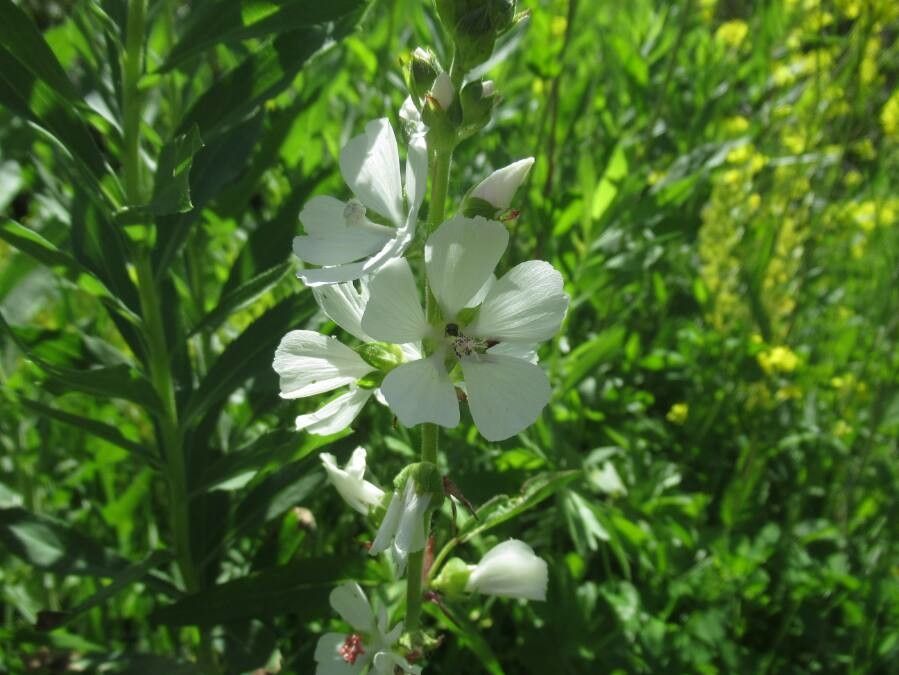 Sidalcea candida flower