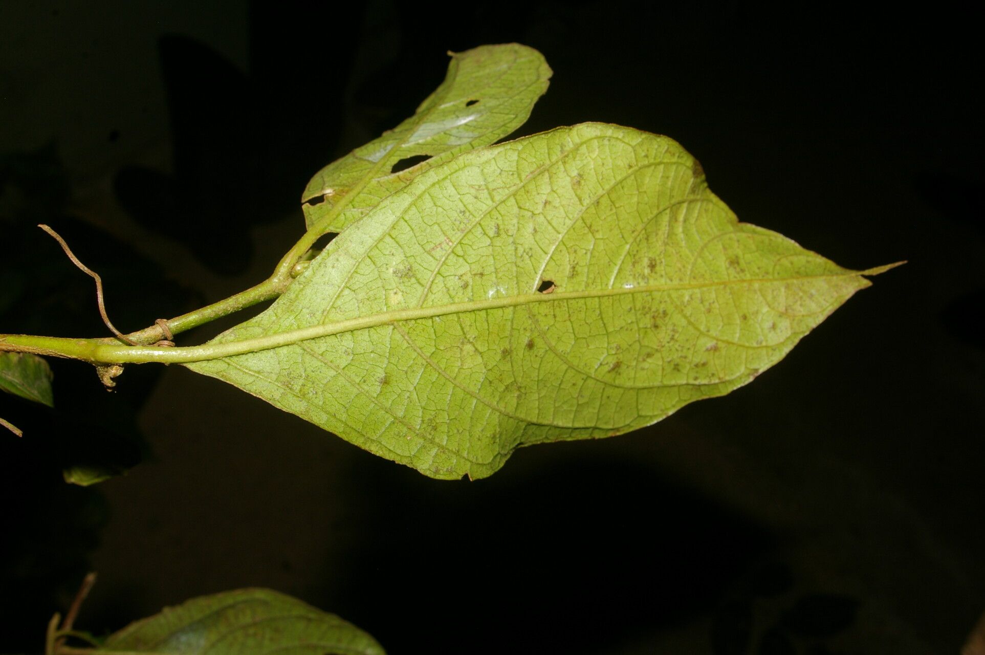 Lycianthes multiflora leaf