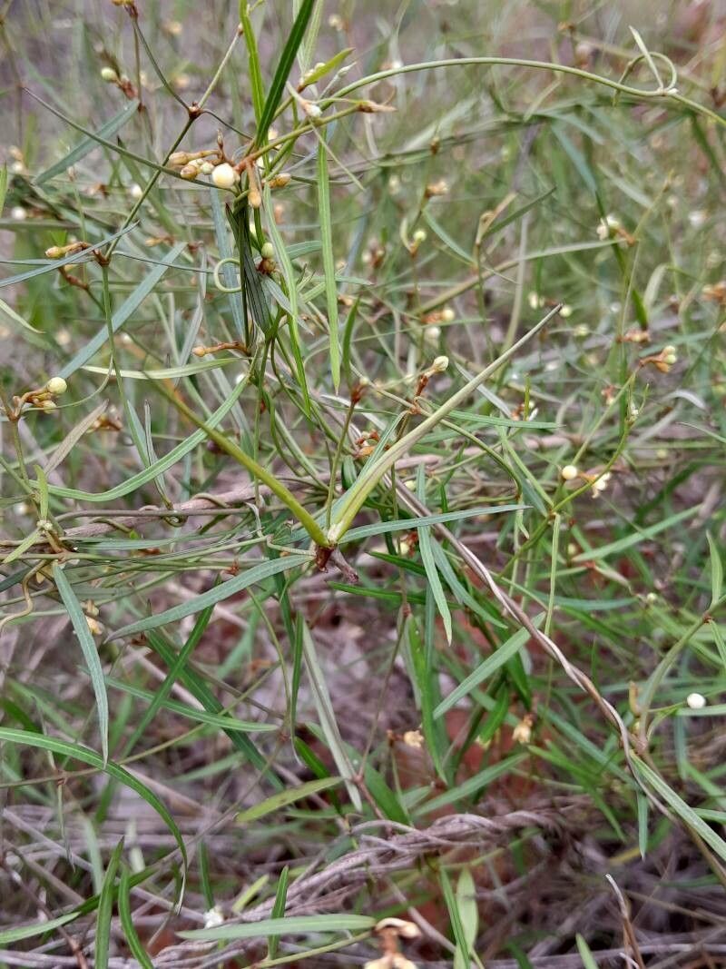 Secamone tenuifolia fruit