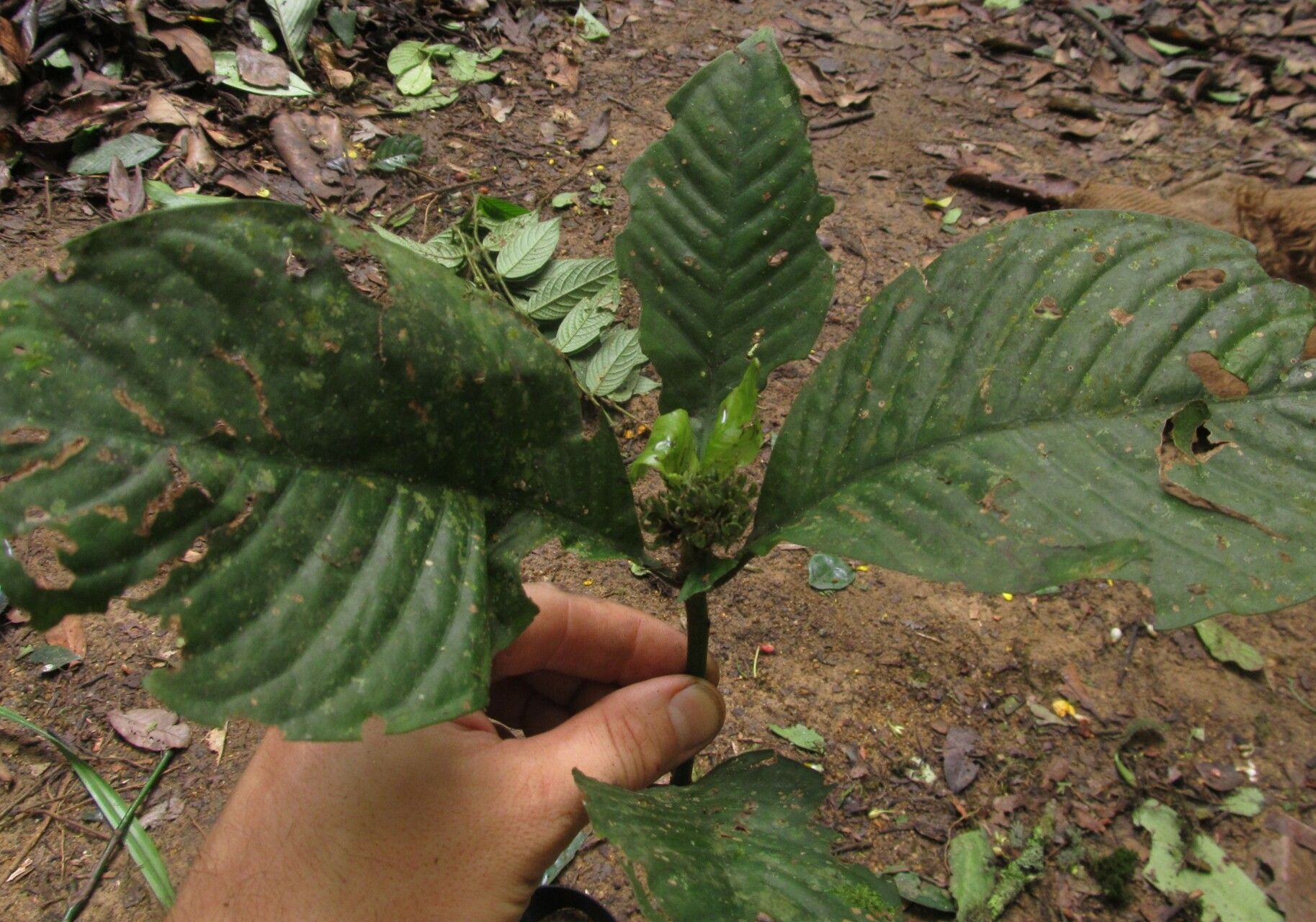 Psychotria globosa — houseplant care guide