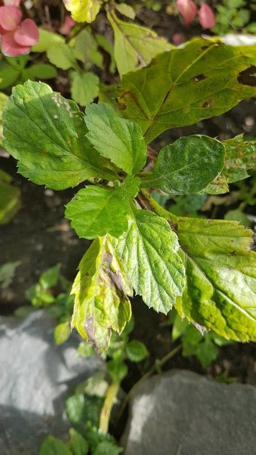 Euphorbia lucorum habit